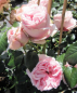 Preview: Kletterrose Nostalgierose Giardina